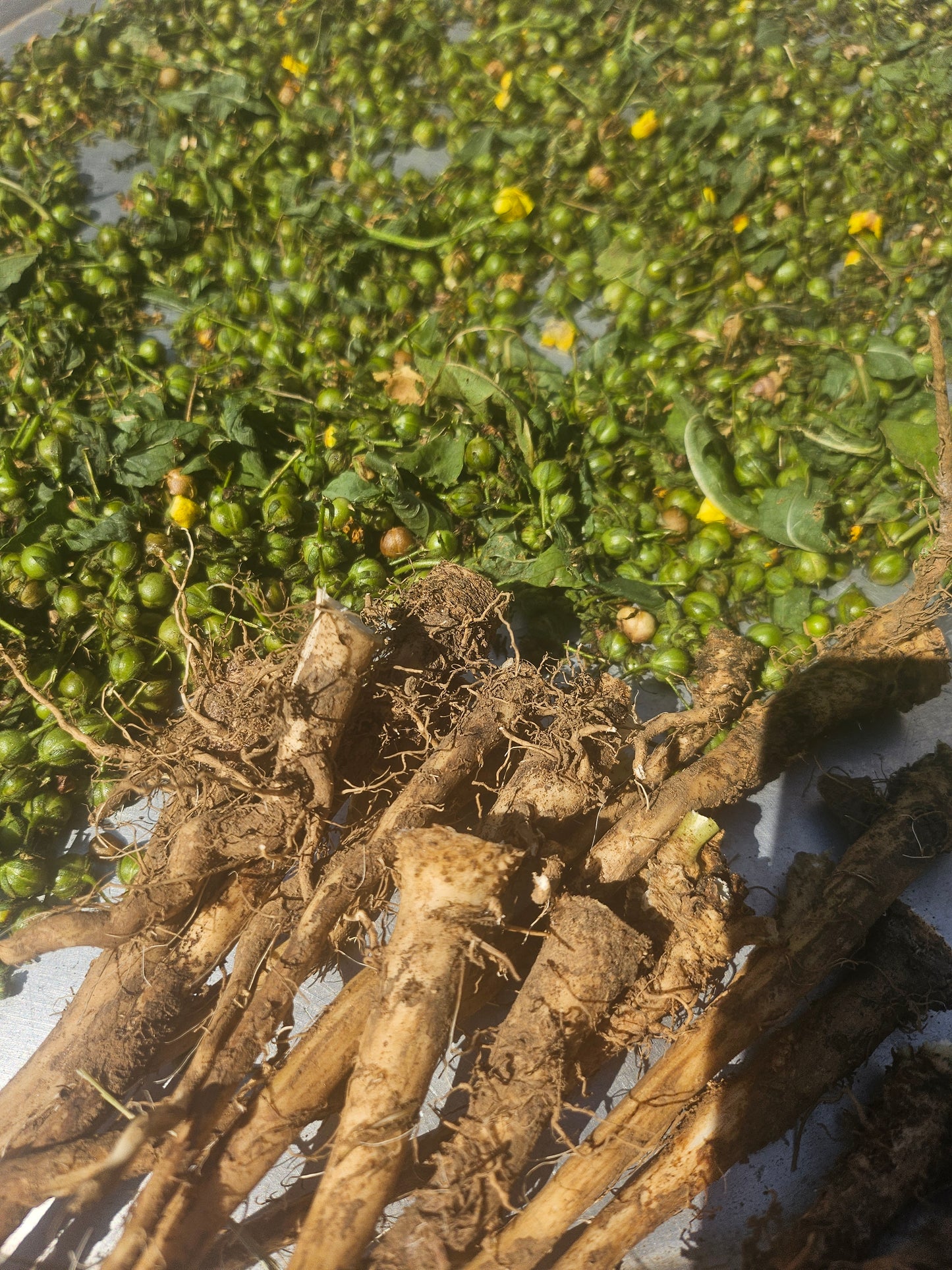 Salve-Eucalyptus and Mullein (Congestion/Body aches)