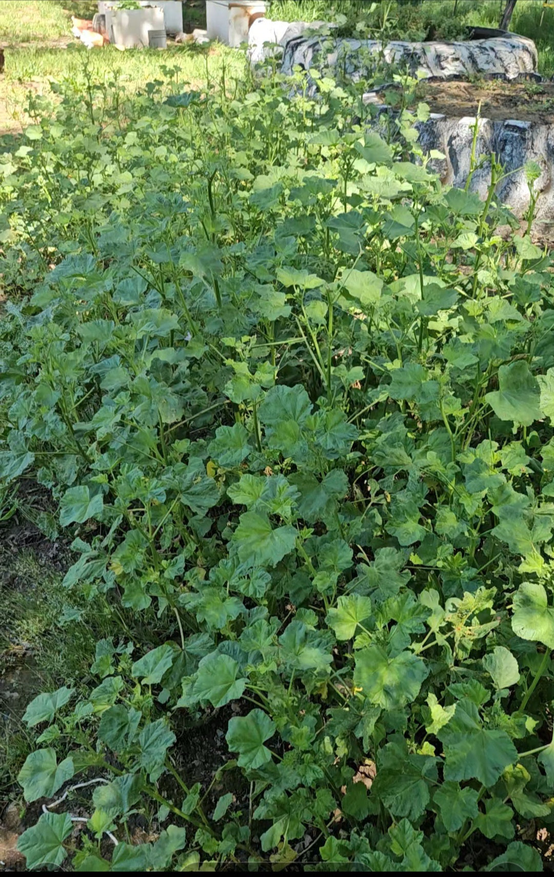 Salve-Mallow Root (Face moisturizing, skin conditioning and wound healing)