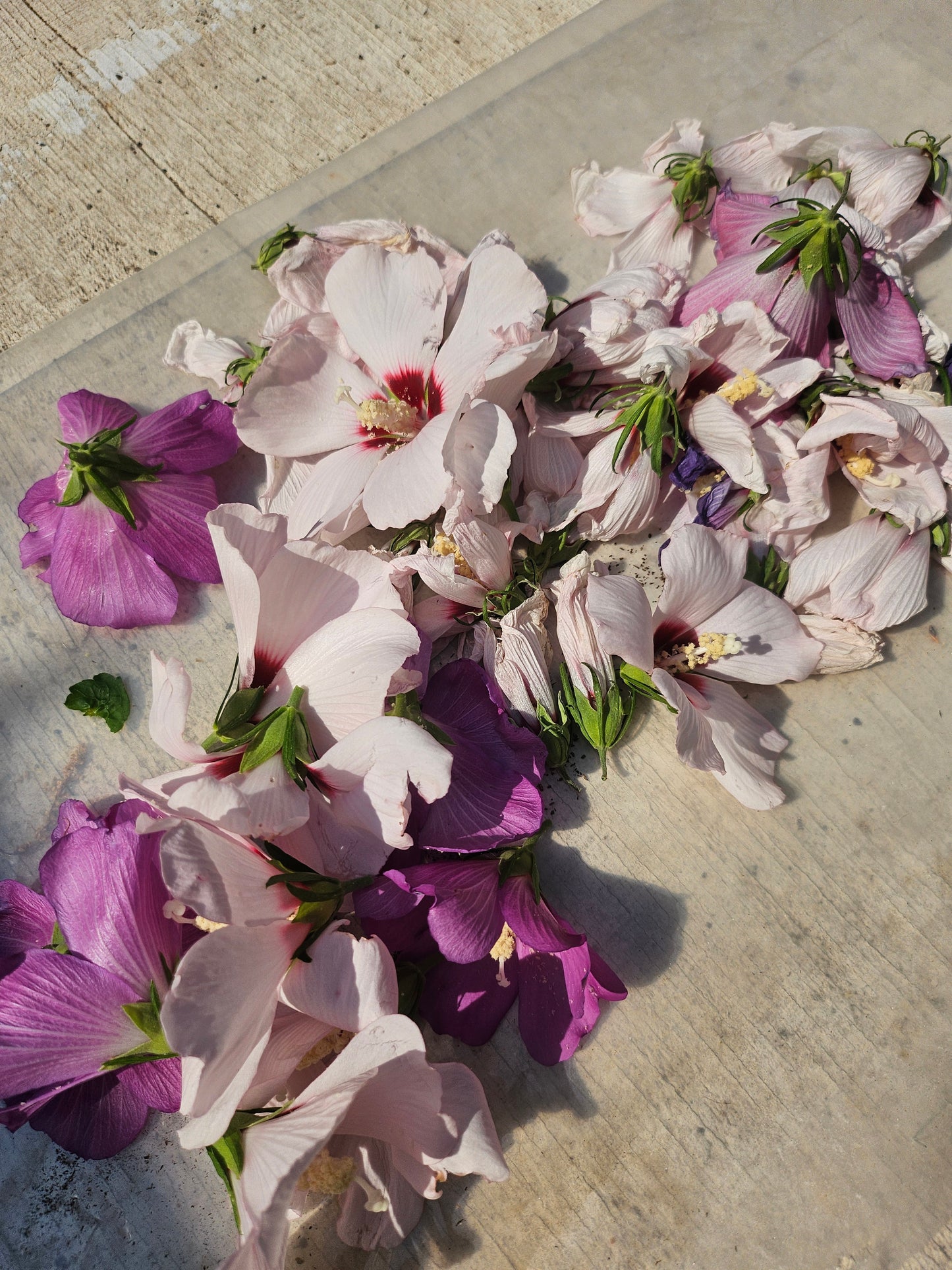 🌸 Kiss From A Garden: Botanical Lip balms and sticks🌿